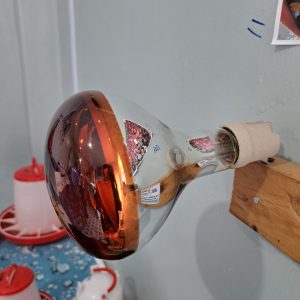 250W Brooder Heater Bulbs (Infrared & Ceramic | 220V | Poultry Brooder Heat Lamp)