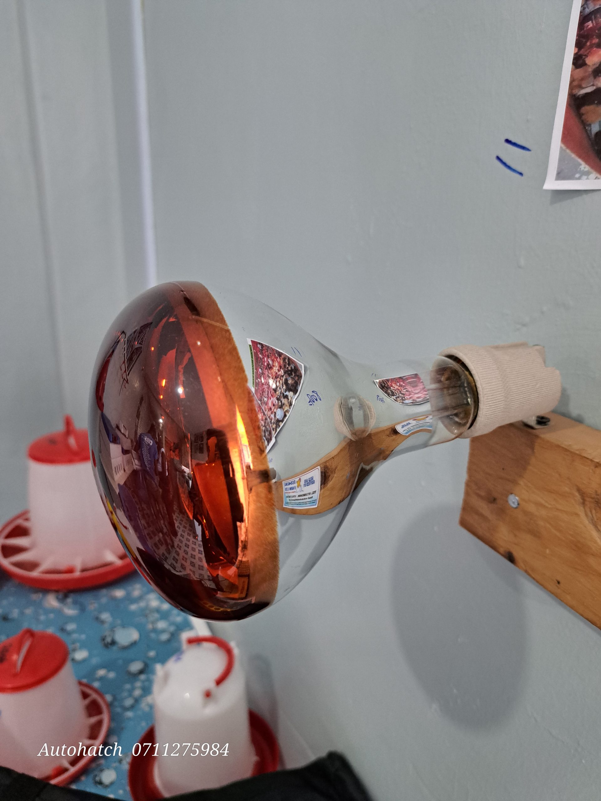 250W Brooder Heater Bulbs (Infrared & Ceramic | 220V | Poultry Brooder Heat Lamp)