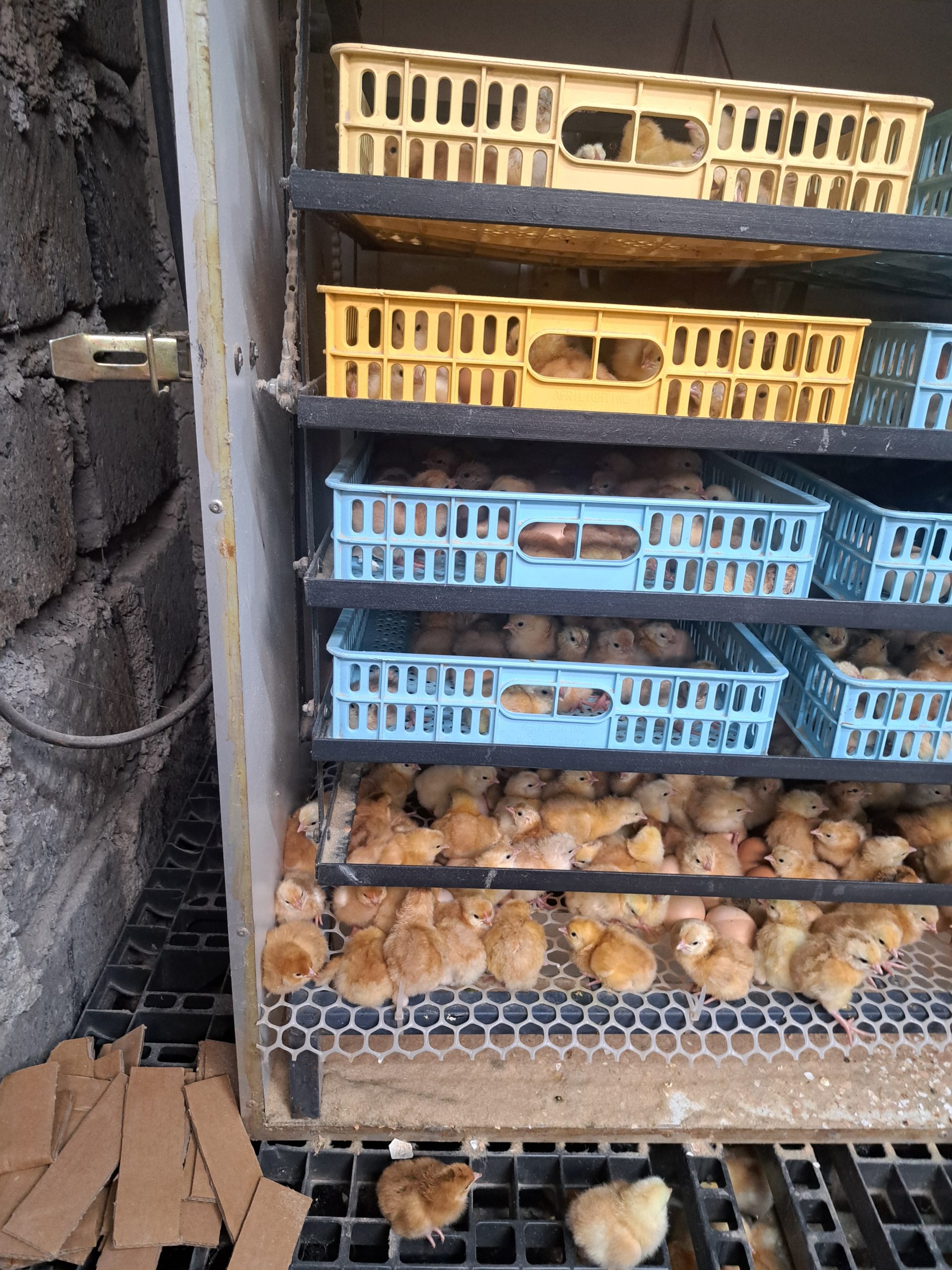 5280 Egg Fully Automatic Solar/Electric Incubator and Hatcher AC/DC Full-Hatcher/Half-hatcher - Image 5