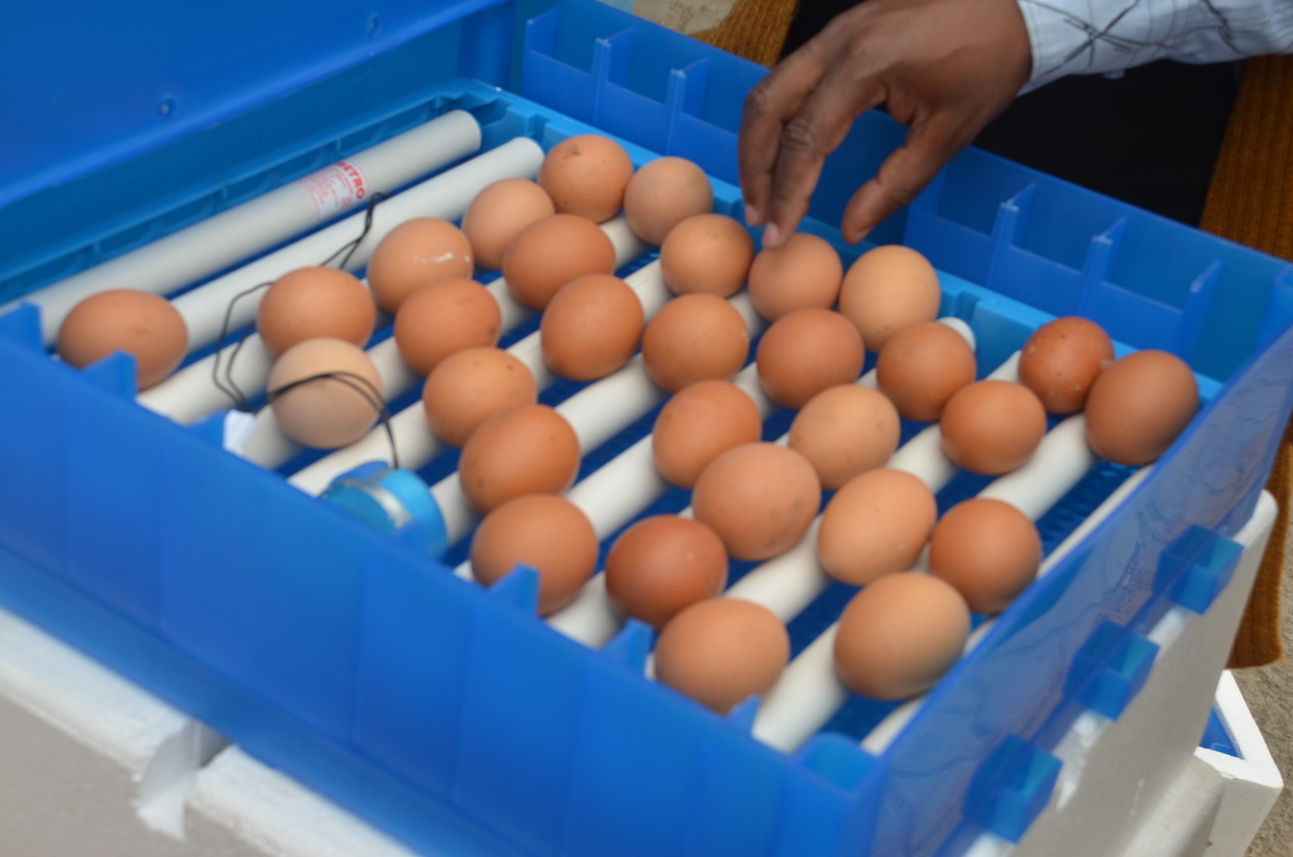 64 Egg Fully Automatic Solar/Electric Incubator and Hatcher AC/DC Full-Hatcher/Half-hatcher - Image 9