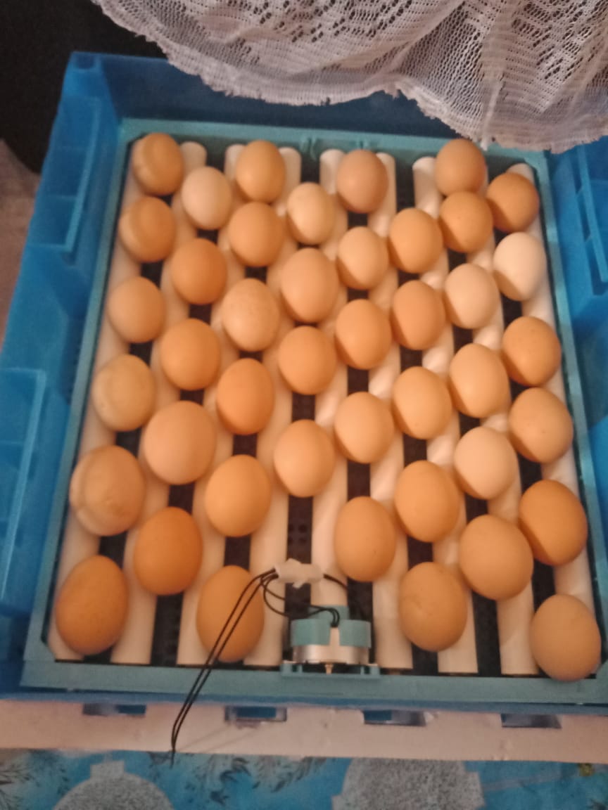 64 Egg Fully Automatic Solar/Electric Incubator and Hatcher AC/DC Full-Hatcher/Half-hatcher - Image 10