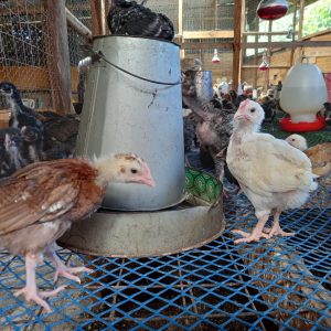 Garden Protection Net Plastic Fence Safety Mesh 300x40cm Pet Chicken Garden Plastic Mesh Multi-functional Isolation Equipment