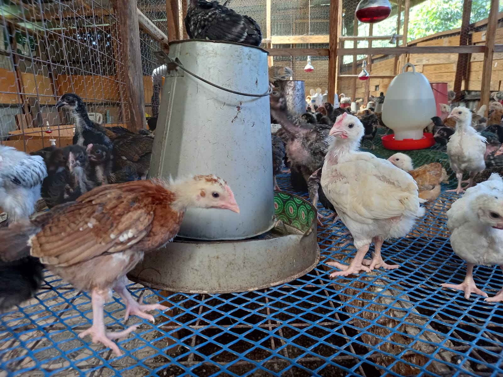 Garden Protection Net Plastic Fence Safety Mesh 300x40cm Pet Chicken Garden Plastic Mesh Multi-functional Isolation Equipment